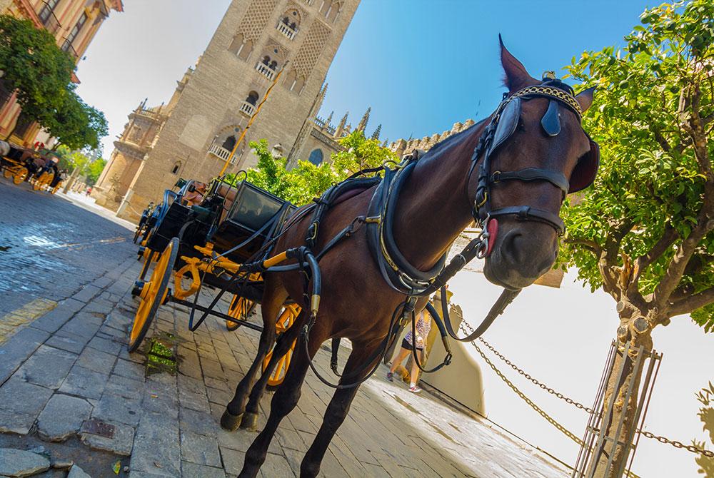 Cosas que hacer en Sevilla, pasear en coche de caballos por la zona histórica de Sevilla