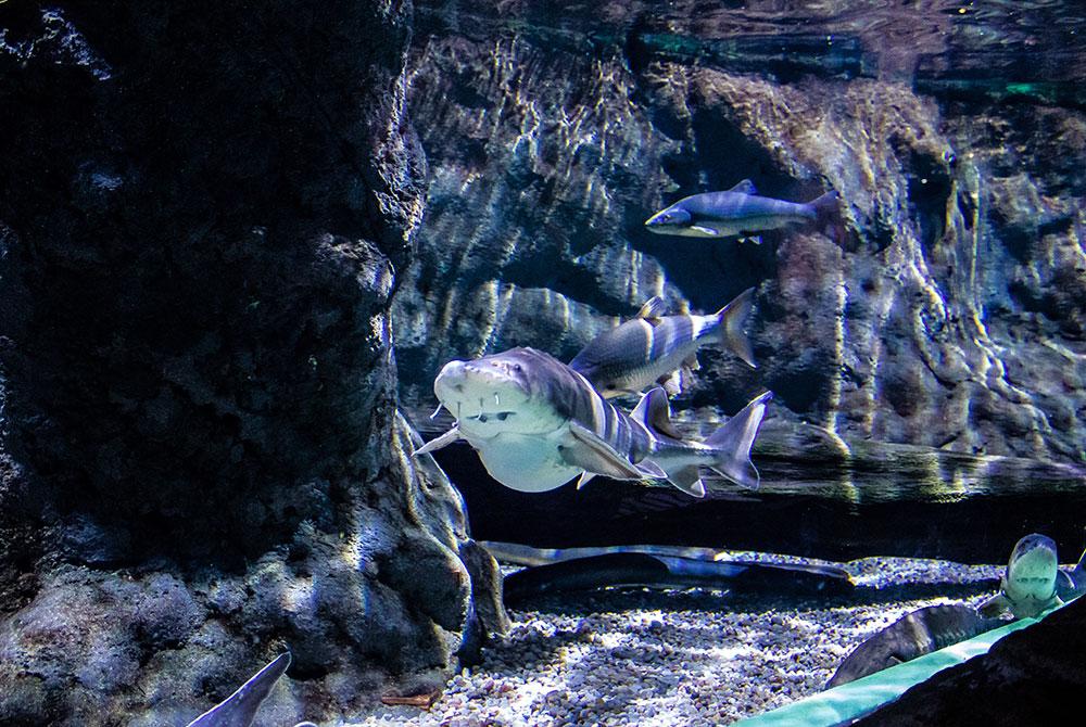 Cosas que hacer en Sevilla, visita el Aquarium